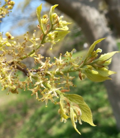 #木の花 『榎』Celtis sinensis_f0238961_10473636.jpg