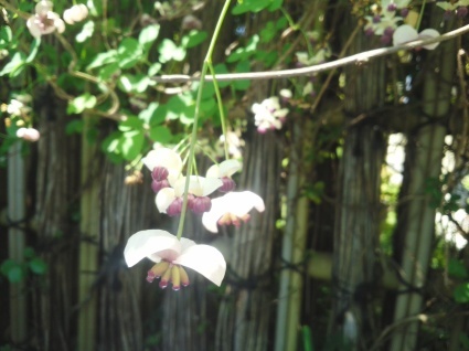アケビの花のぞいてみたら…_b0368362_07501997.jpg