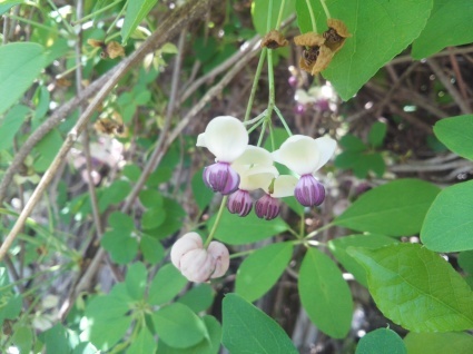 アケビの花のぞいてみたら…_b0368362_22113433.jpg