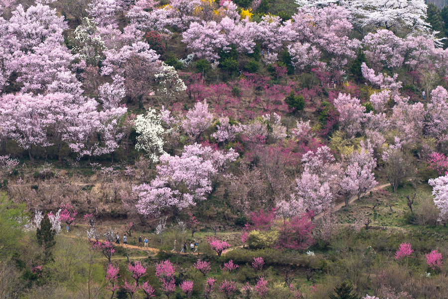 ふくしまの桜2017　花見山①_e0088874_232261.jpg