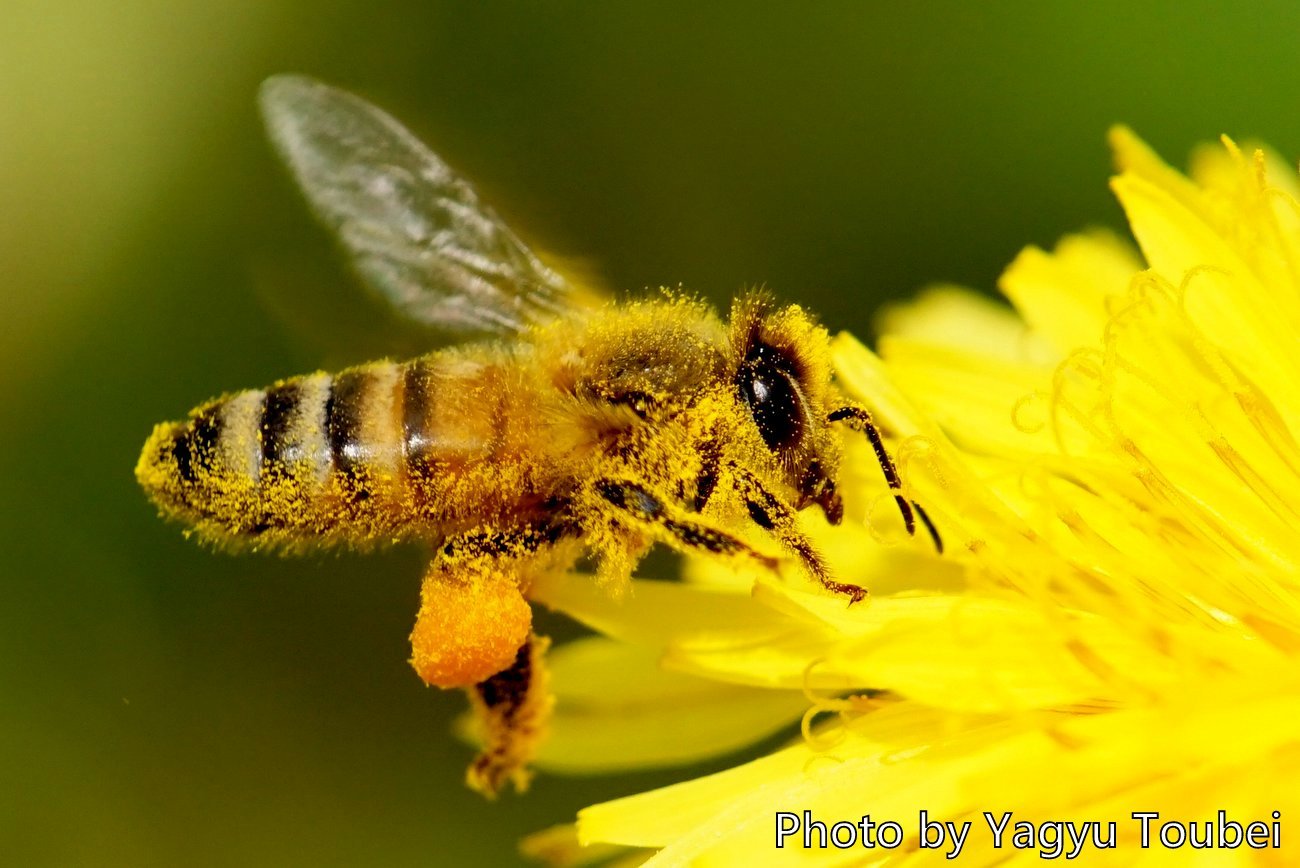 ミツバチの花粉団子 とことん写真