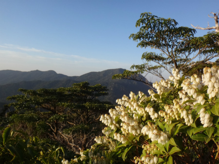 屋久島縦走（黒味岳・宮之浦岳・永田岳+縄文杉）_d0182075_04353827.jpg