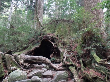 屋久島縦走（黒味岳・宮之浦岳・永田岳+縄文杉）_d0182075_04420720.jpg