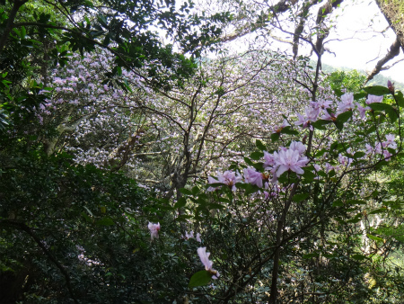 屋久島の最後は雨の愛子岳_d0182075_20355415.jpg