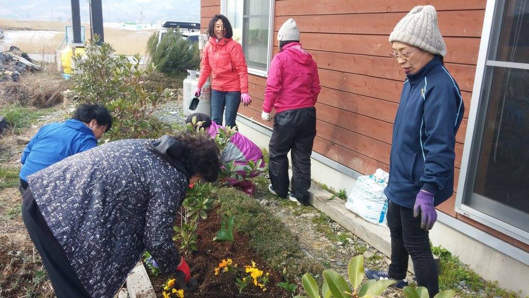 宮城県石巻市 被災地を再びサクラ色に_d0259876_09163211.jpg
