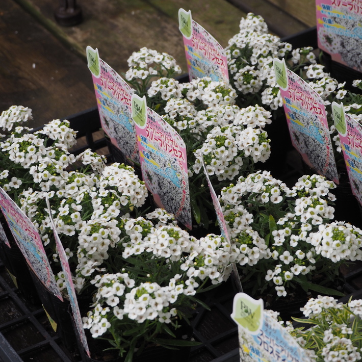 ホワイトの寄せ植え_a0292194_2352577.jpg