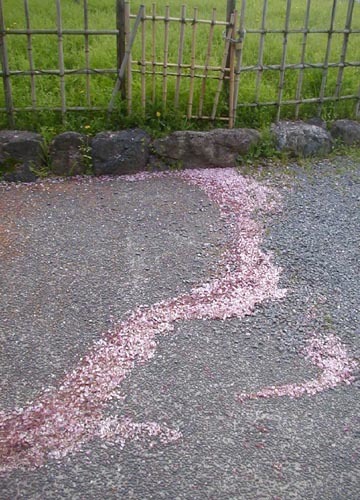 ●梅雨入り前の白花、その４_d0053294_23453102.jpg