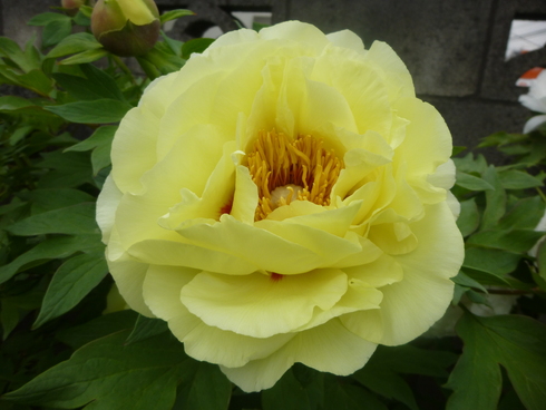貴方は何色が好きですか?_d0268697_1517517.jpg