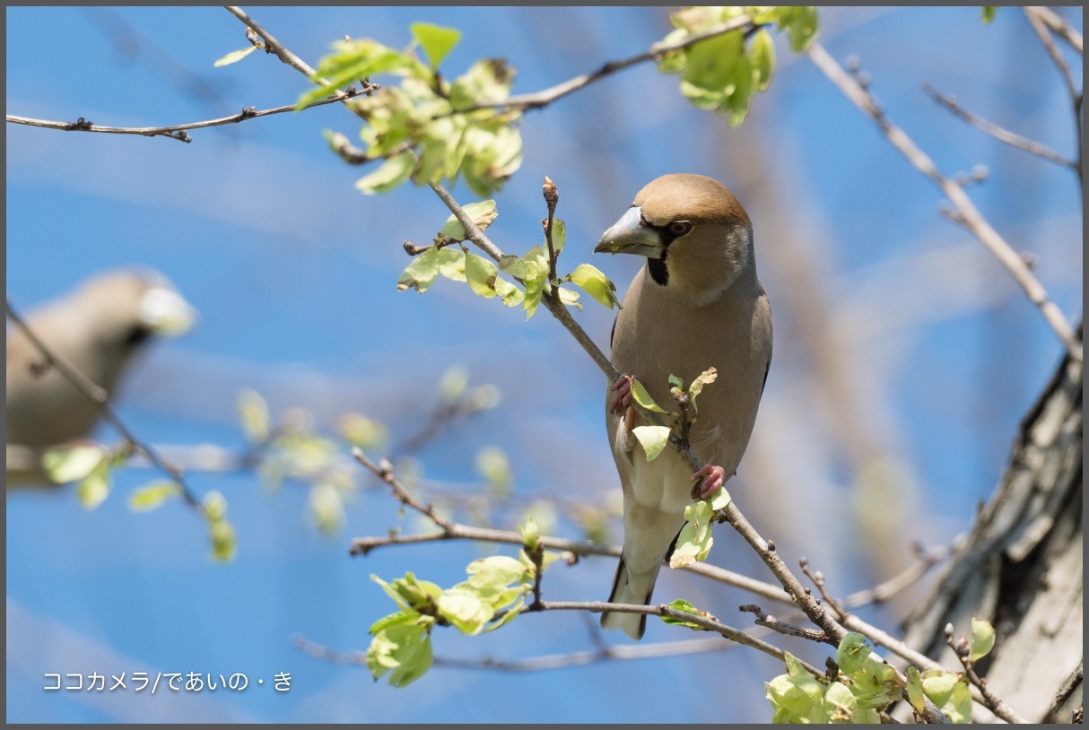 東京港野鳥公園-②・干潟の鳥と旅立ち前の冬鳥_c0336400_20455424.jpg