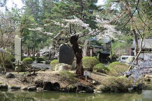 松岬公園の満開の桜　２０１７．４．２５　朝・・・１_c0075701_19491797.jpg