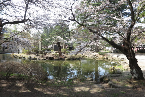 松岬公園の満開の桜　２０１７．４．２５　朝・・・１_c0075701_19493493.jpg