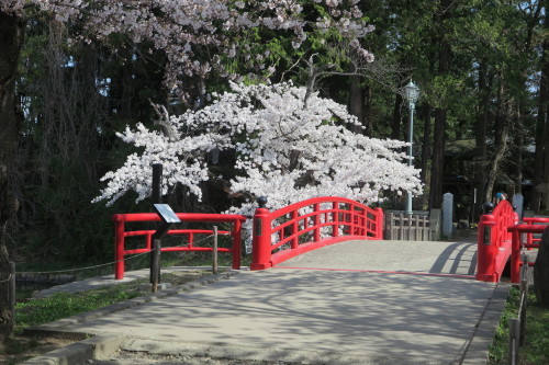 松岬公園の満開の桜　２０１７．４．２５　朝・・・８_c0075701_20132114.jpg