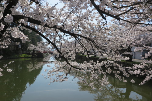 松岬公園の満開の桜　２０１７．４．２５　朝・・・８_c0075701_20135769.jpg