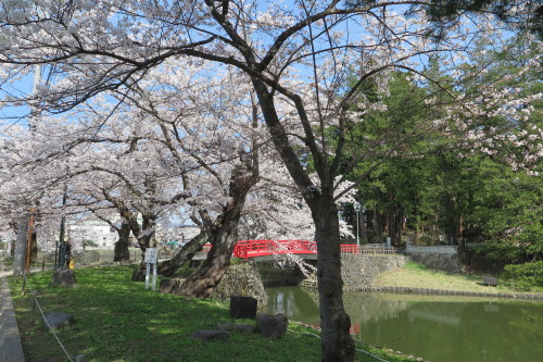 松岬公園の満開の桜　２０１７．４．２５　朝・・・９_c0075701_20155866.jpg