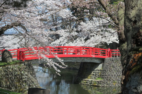 松岬公園の満開の桜　２０１７．４．２５　朝・・・９_c0075701_20162688.jpg