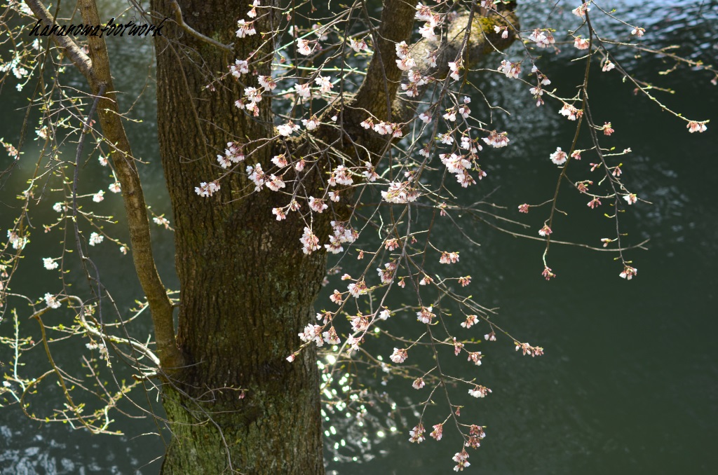 上田城址公園の桜お花見_b0228502_1575764.jpg