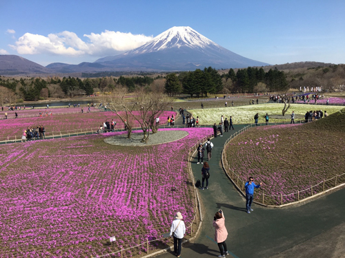 富士芝桜まつりに行った_c0192202_14162183.jpg