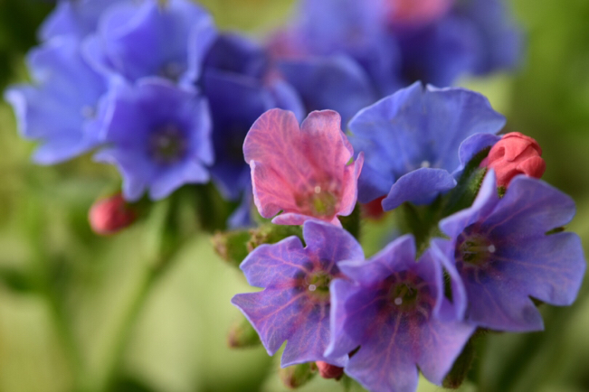 ブルーのグラデーションが鮮やかで美しい花達〜プルモナリア・サムライ、初恋草、ベロニカ・オックスフォード_e0346002_03264013.jpg