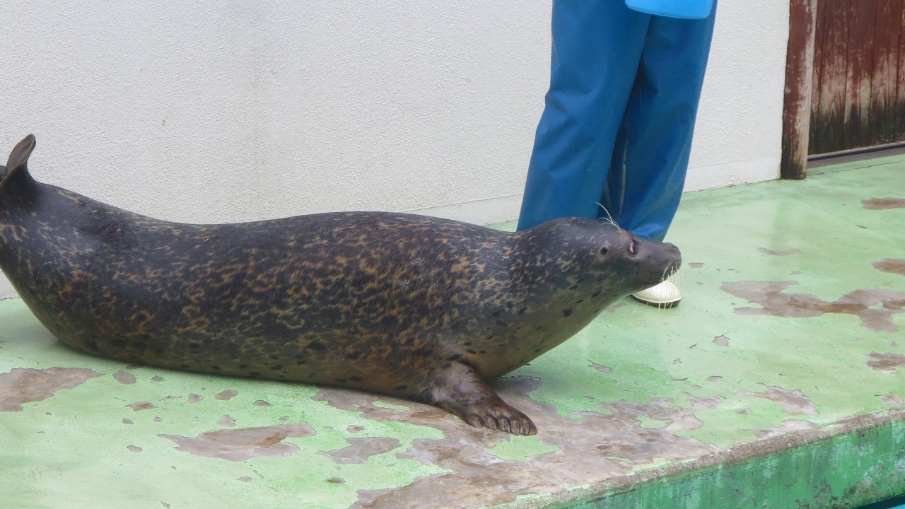 アザラシ/さよなら上越水族館_b0163804_19430500.jpg