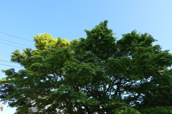 f0369014_09055514.jpg