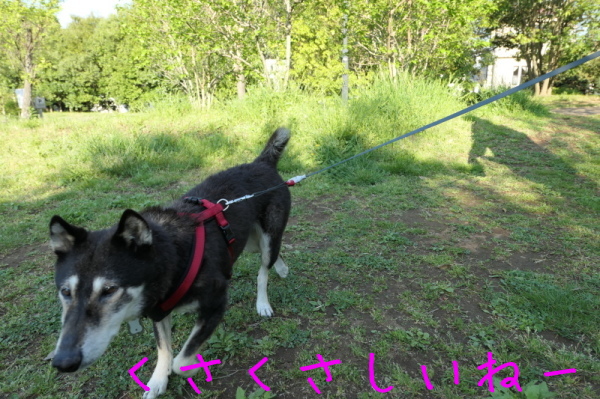 f0369014_09121334.jpg