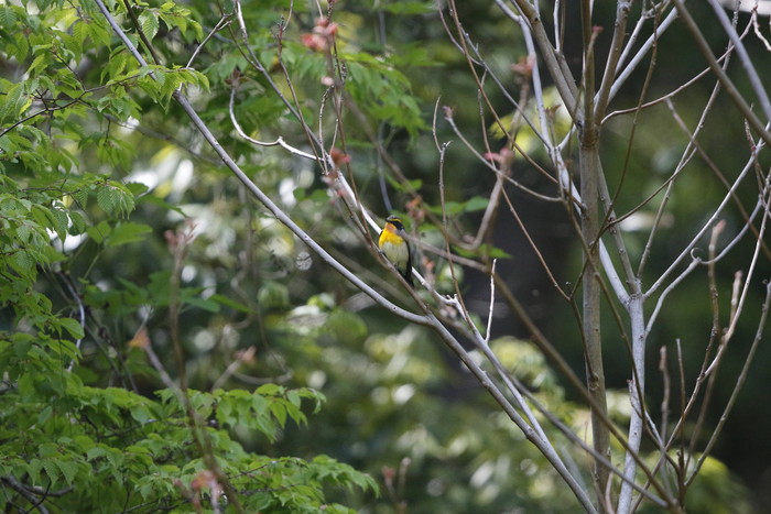 夏鳥のキビタキに逢う事が出来ました_f0239515_1714530.jpg