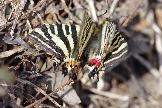 ヒメギフの楽園_c0152317_20125890.jpg