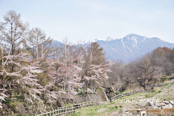 小淵沢の桜_d0348118_11083897.jpg