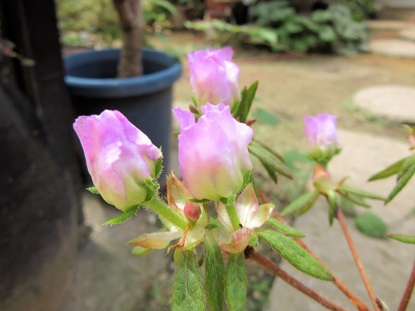 ツツジの花変わり～岩ツツジ　モチツツジ　八重と変化咲き_f0321023_08085181.jpg