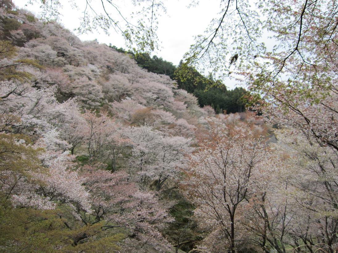 平成29年 吉野山の桜・・・_e0154524_17215980.jpg