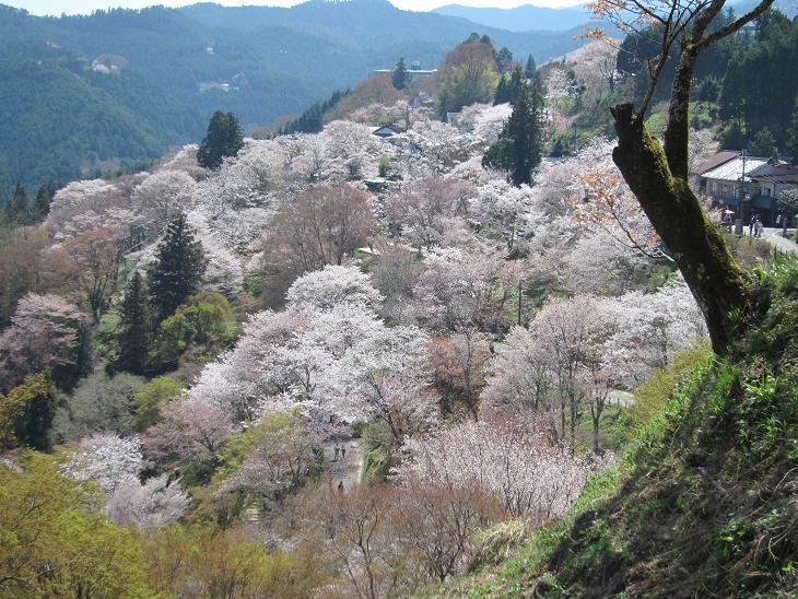 平成29年 吉野山の桜・・・_e0154524_17215992.jpg