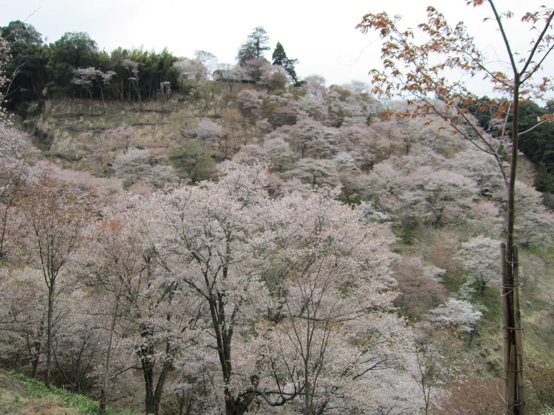 平成29年 吉野山の桜・・・_e0154524_17220028.jpg