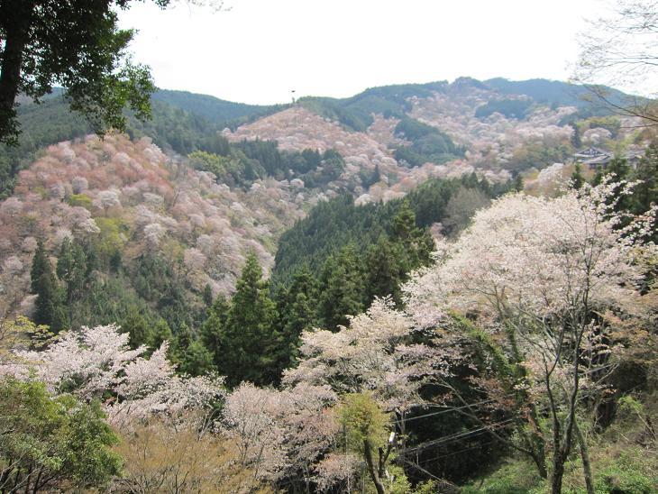 平成29年 吉野山の桜・・・_e0154524_17220113.jpg