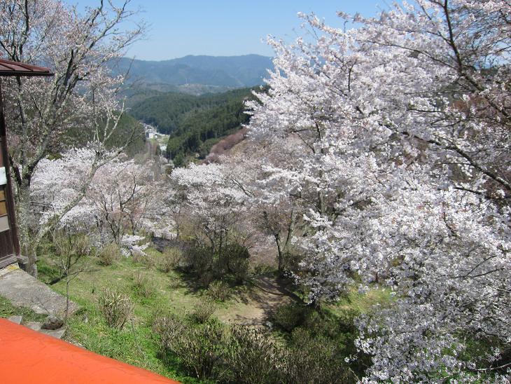 平成29年 吉野山の桜・・・_e0154524_17220120.jpg
