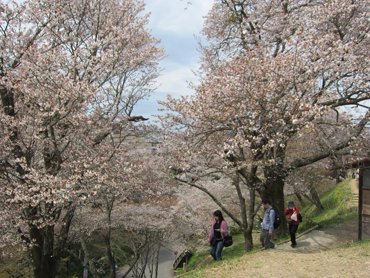平成29年 吉野山の桜・・・_e0154524_17220130.jpg