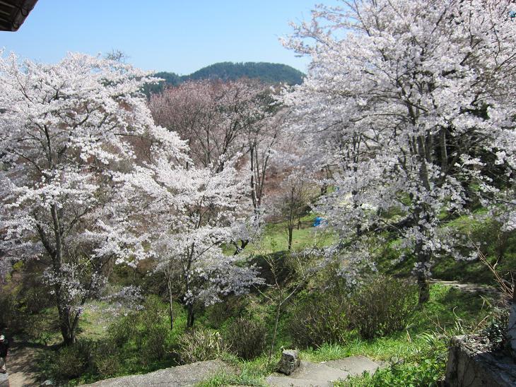 平成29年 吉野山の桜・・・_e0154524_17220166.jpg