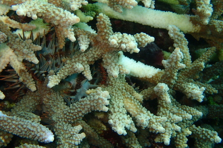 １７．４．２６　サンゴ保全活動_b0100730_19271858.jpg