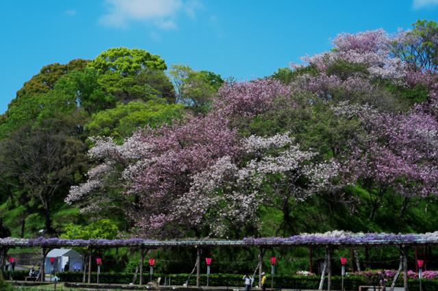 蓮華寺池公園は藤まつり_c0309734_00141950.jpg