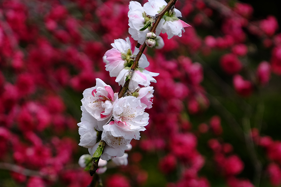 「賑やかな花桃ー２」_c0014538_18031864.jpg