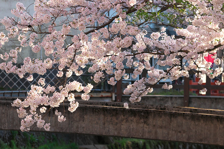 城崎にて～桜の頃～_c0067040_22110045.jpg