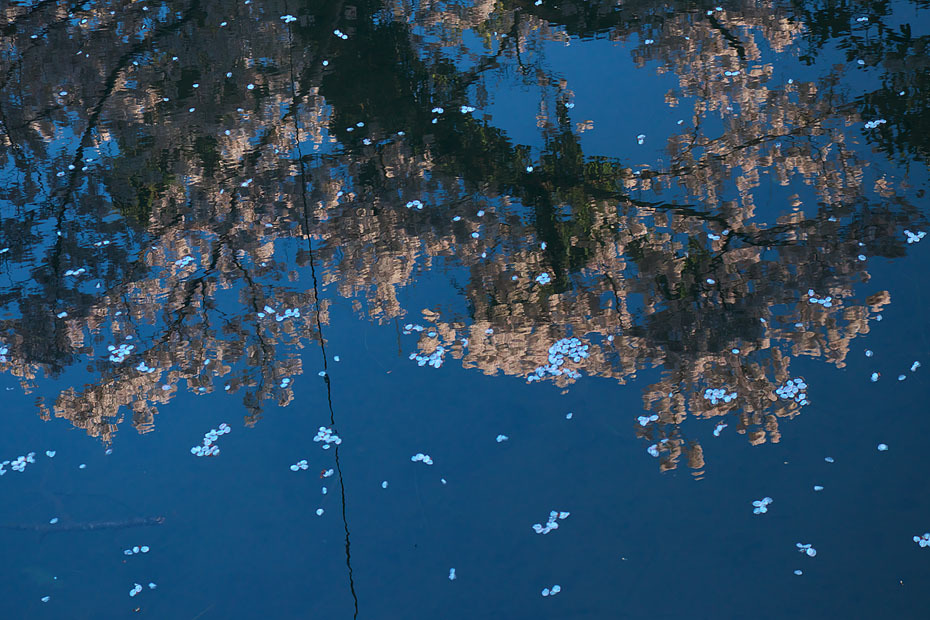 城崎にて～桜の頃～_c0067040_22115058.jpg