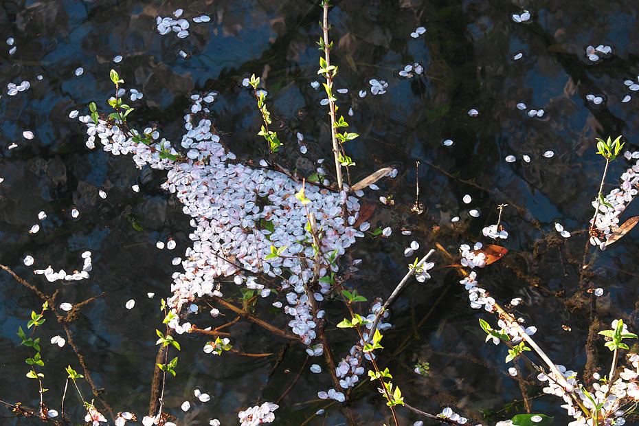 城崎にて～桜の頃～_c0067040_22121402.jpg