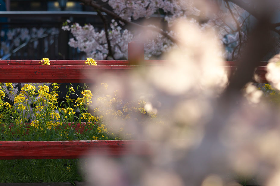 城崎にて～桜の頃～_c0067040_22125776.jpg