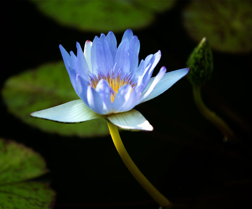 神代植物公園温室のスイレン３_f0160440_17213797.jpg