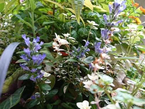 c0348441_16310521.jpg