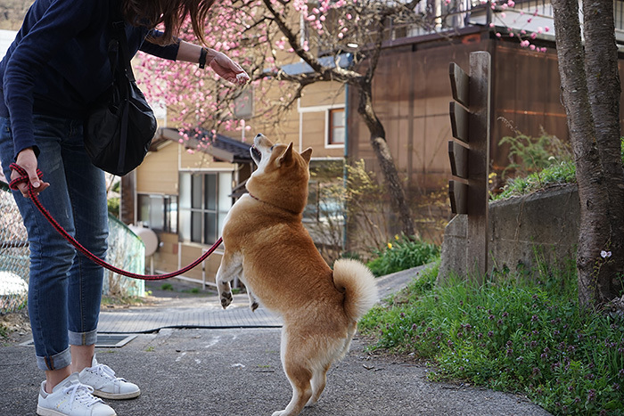 鹿教湯温泉は桜が満開デス_b0339643_16191217.jpg