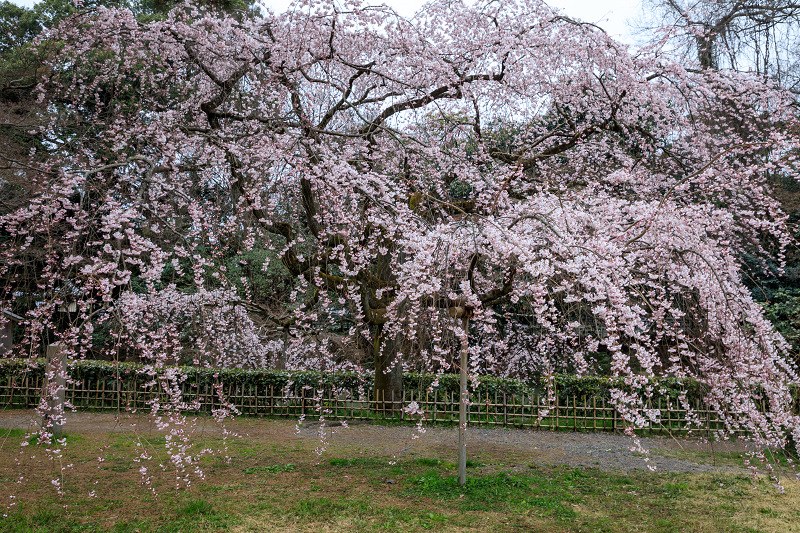 京都の桜2017 京都御苑　近衛邸跡の桜_f0155048_23355882.jpg