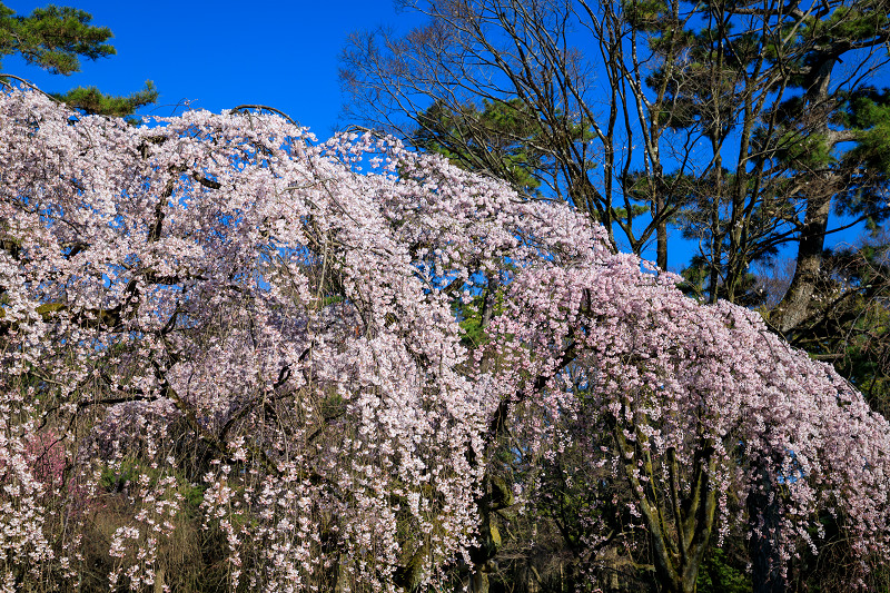 京都の桜2017 京都御苑　近衛邸跡の桜_f0155048_23375238.jpg