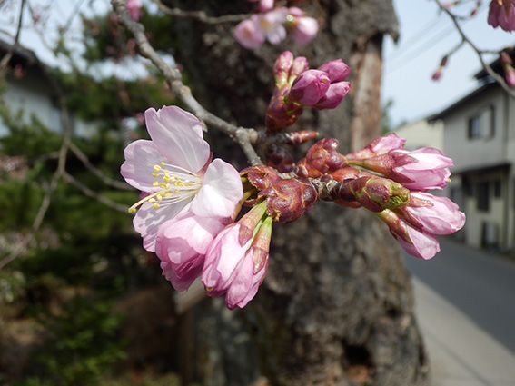 鎌原米の里_b0126549_1932920.jpg