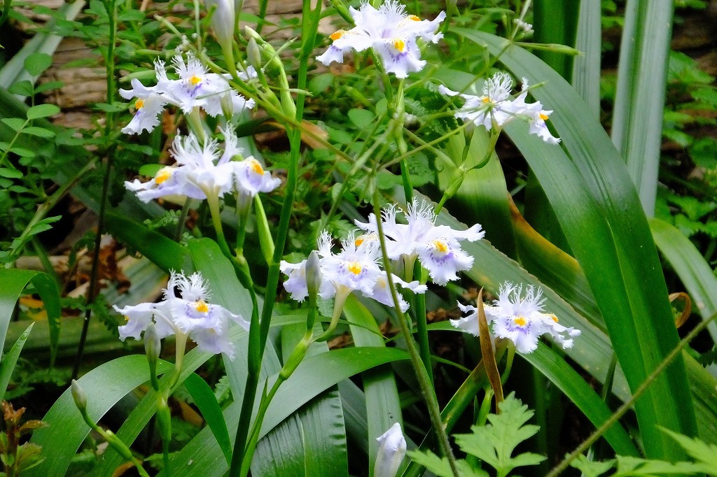 ウワミズザクラ、オドリコソウなど、花いろいろ_b0236251_10253004.jpg